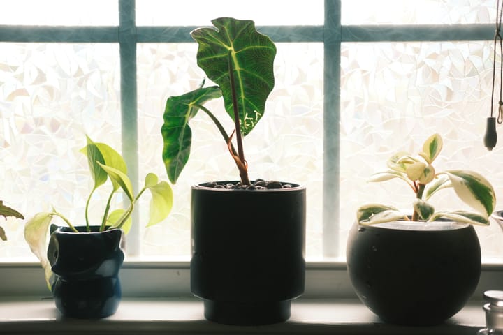 Promises to my reader